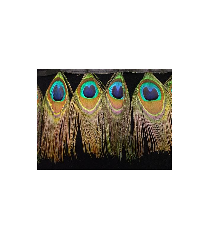 PLUMES DE PAON 10 CMS.