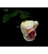ROSE EN TISSU