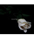 ROSE EN TISSU