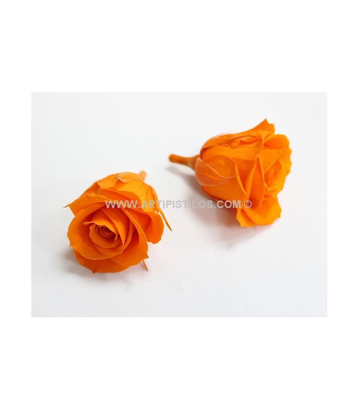 ROSE PRÉSERVÉE 4 CMS.