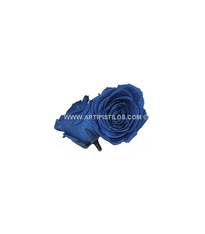 ROSE PRÉSERVÉE 4 CMS.