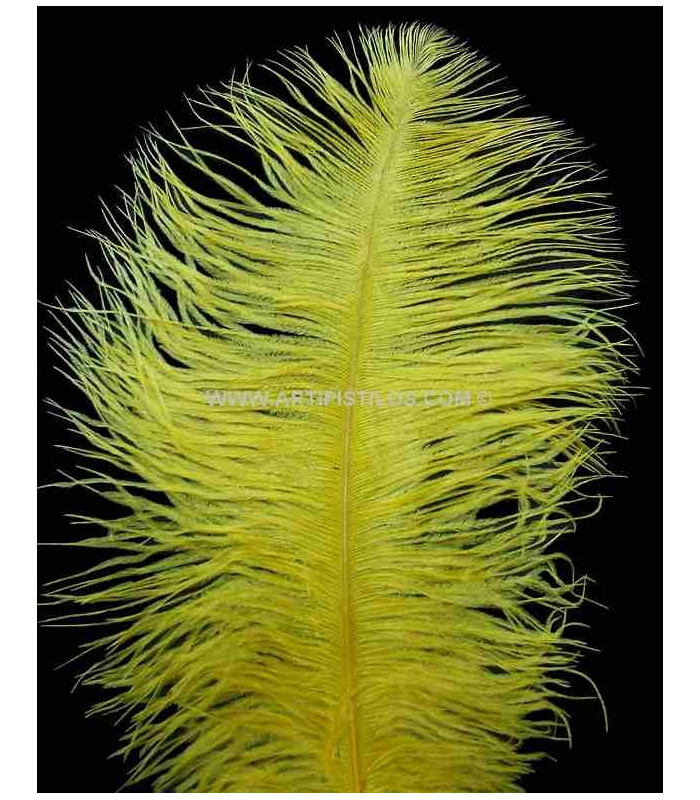 PLUME D´AUTRUCHE PREMIÈRE QUALITÉ 50-55 CMS.