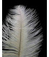 PLUME D´AUTRUCHE PREMIÈRE QUALITÉ 50-55 CMS.