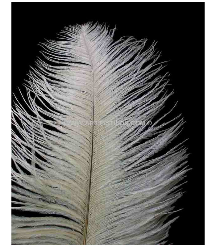 PLUME D´AUTRUCHE PREMIÈRE QUALITÉ 50-55 CMS.
