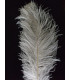 PLUME D´AUTRUCHE PREMIÈRE QUALITÉ 50-55 CMS.