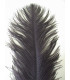 PLUME D´AUTRUCHE PREMIÈRE QUALITÉ 50-55 CMS.