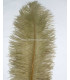 PLUME D´AUTRUCHE PREMIÈRE QUALITÉ 50-55 CMS.