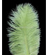 PLUME D´AUTRUCHE PREMIÈRE QUALITÉ 50-55 CMS.