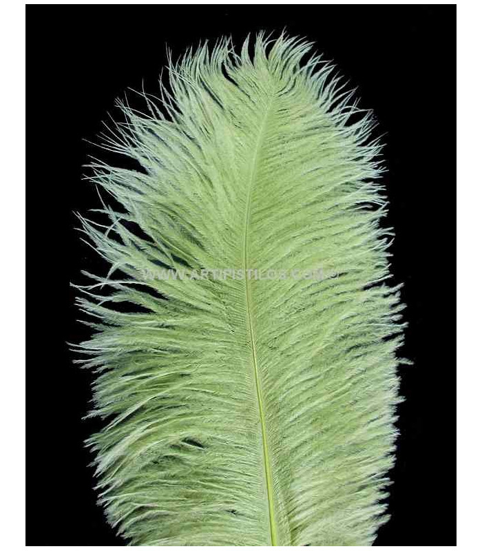 PLUME D´AUTRUCHE PREMIÈRE QUALITÉ 50-55 CMS.