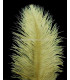 PLUME D´AUTRUCHE PREMIÈRE QUALITÉ 50-55 CMS.