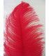 PLUME D´AUTRUCHE PREMIÈRE QUALITÉ 50-55 CMS.