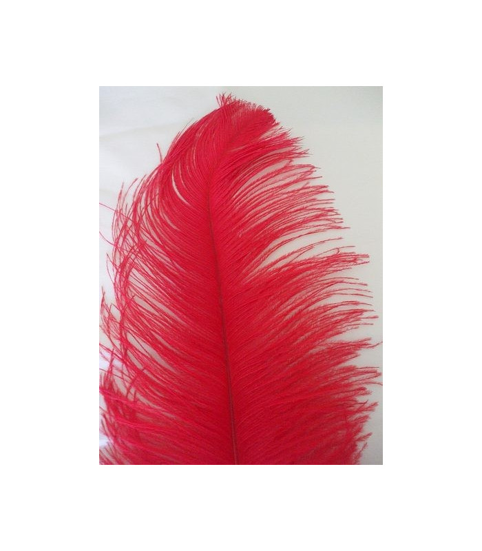 PLUME D´AUTRUCHE PREMIÈRE QUALITÉ 50-55 CMS.