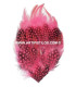 BASE DE PLUMES