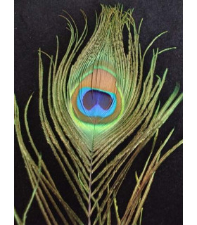 PLUME DE PAON 80 CMS.