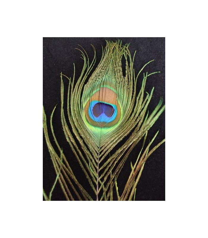 PLUME DE PAON 80 CMS.