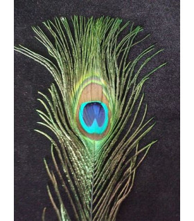 PLUME DE PAON 20 - 25 CMS.