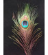 PLUME DE PAON 20 - 25 CMS.