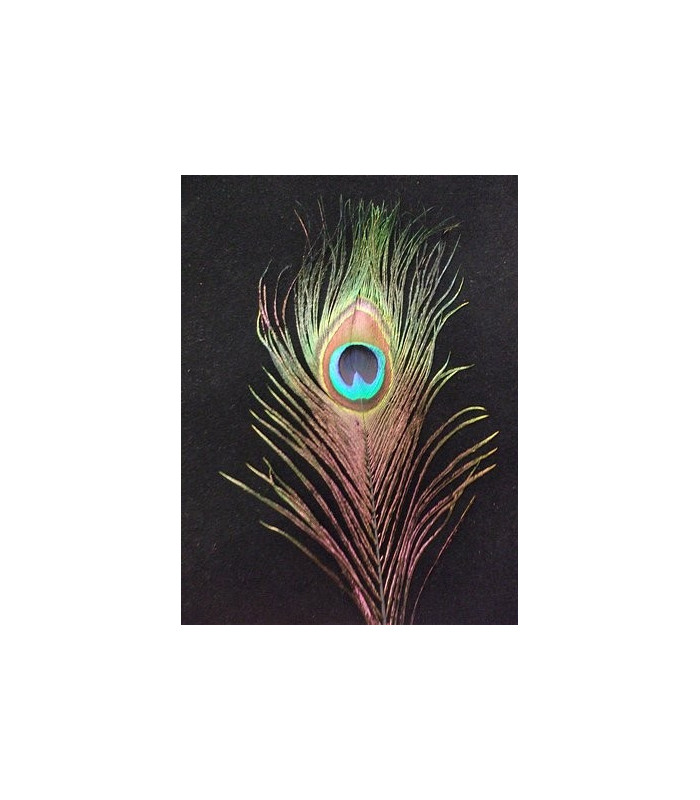 PLUME DE PAON 20 - 25 CMS.