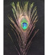 PLUME DE PAON 20 - 25 CMS.