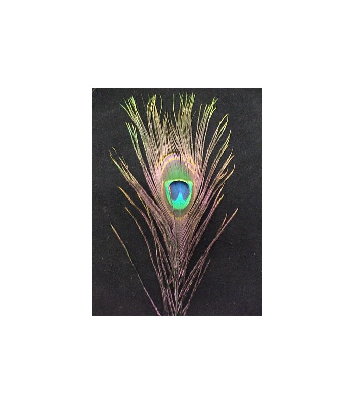 PLUME DE PAON 20 - 25 CMS.