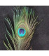 PLUME DE PAON 20 - 25 CMS.