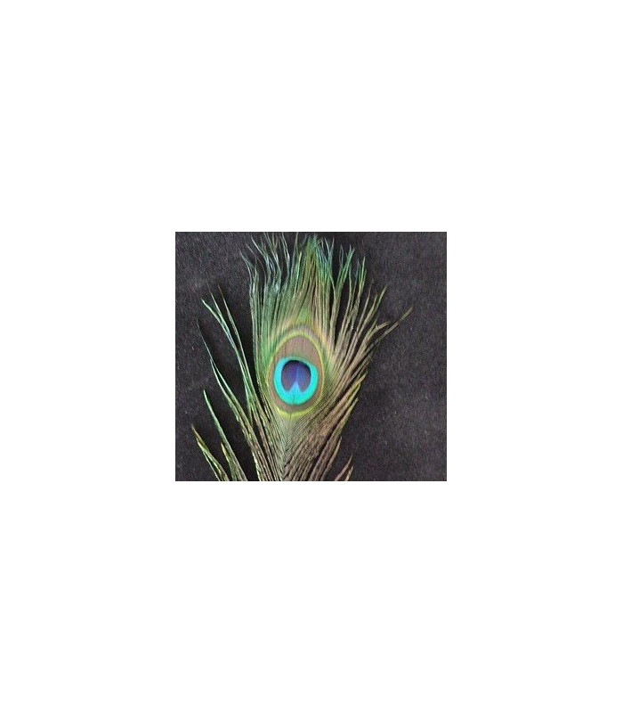 PLUME DE PAON 20 - 25 CMS.