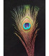PLUME DE PAON 20 - 25 CMS.