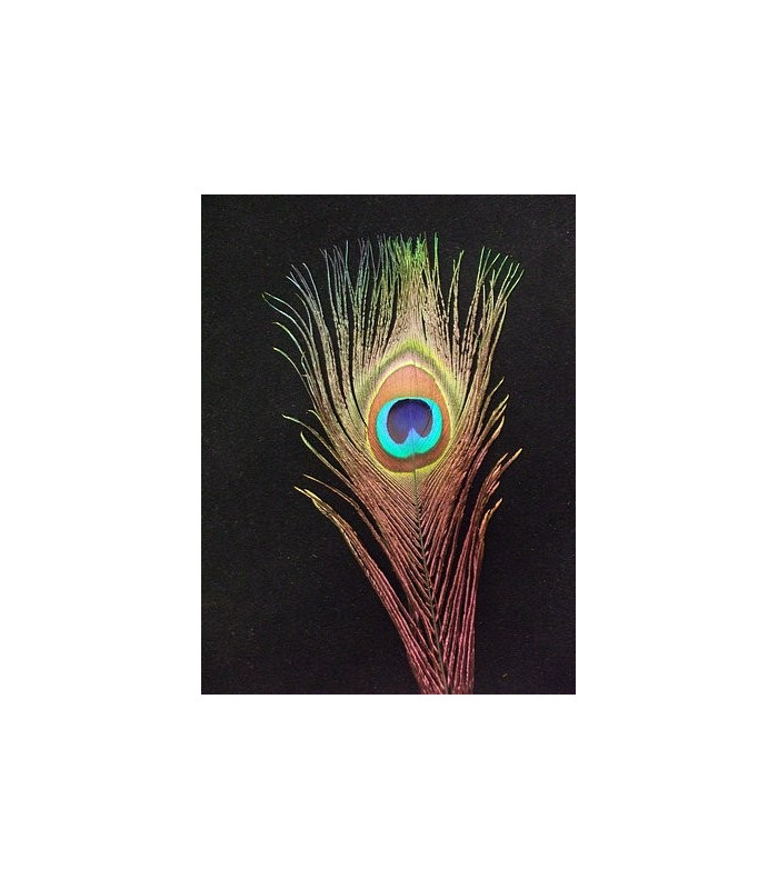 PLUME DE PAON 20 - 25 CMS.