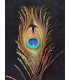 PLUME DE PAON 20 - 25 CMS.