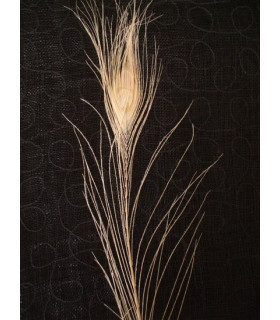 PLUME DE PAON DÉCOLORÉE 95 - 100 CMS.