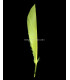Plumes de canard coupé 12 X 2 CMS.