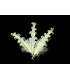 PLUME FRISÉE DE CANARD 15 CMS.