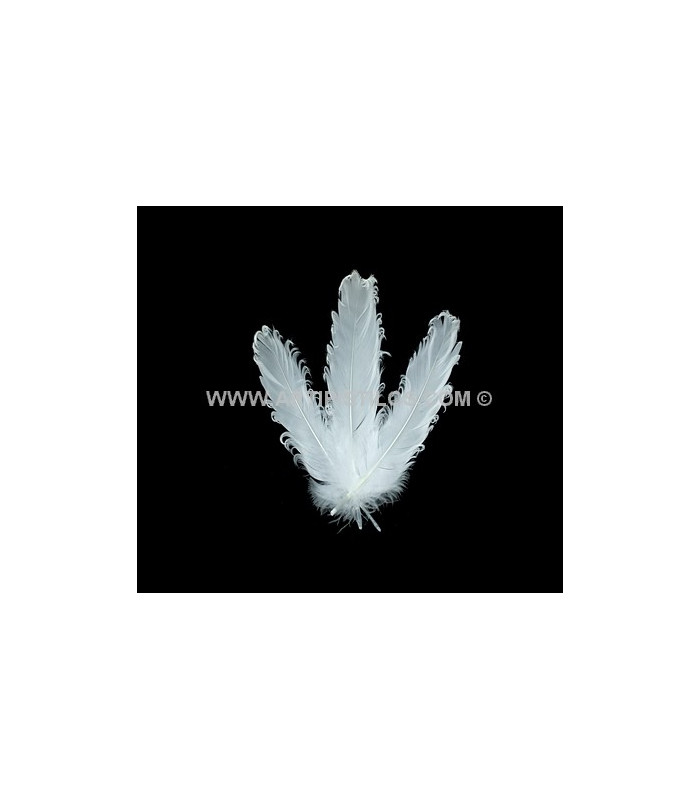 PLUME FRISÉE DE CANARD 15 CMS.